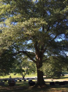The tree that shades my parents' resting place. 